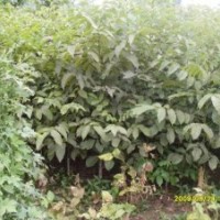 核桃苗：:香玲、清香、遼核1、2 號(hào)