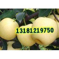 黃金梨苗/皇冠梨苗/圓黃梨苗