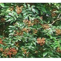 【供】大紅袍花椒苗，1-2年花椒苗