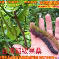 供應(yīng)臺(tái)灣長(zhǎng)果桑種苗