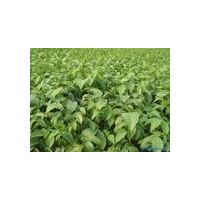 供應山西鈣果苗，農大鈣果苗，大規(guī)格鈣果苗