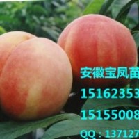 突圍桃樹苗|早春蜜桃樹苗|春雪桃樹苗