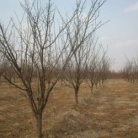供應(yīng)棗樹 山杏樹 刺槐 柳樹 梨樹 蘋果樹苗