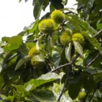 栗子樹種植，栗子樹直銷，栗子樹廠家