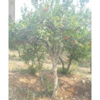 供應石榴樹