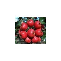 供應(yīng)山西核桃苗.山西山楂苗