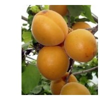 山西供應(yīng)5公分柿子樹 6公分桃樹 5公分山杏樹