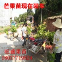 旺盛果苗供應芒果苗 荔枝苗 蓮霧苗 木菠蘿苗 番石榴苗 火龍果苗