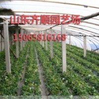 草莓苗信息 草莓苗購(gòu)買平臺(tái) 草莓苗行情價(jià)格