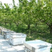 特供3-10公分蘋果樹 核桃樹