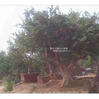 供應(yīng)山東石榴樹