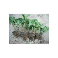 草莓苗 山東草莓苗基地價格