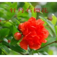 供應(yīng)牡丹石榴苗
