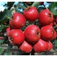 大量供應(yīng)各種果樹苗