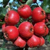 低價(jià)供應(yīng)山楂山楂苗價(jià)格