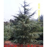 [雪松][南京雪松][雪松苗木]