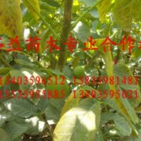 供應山西優(yōu)質(zhì)核桃苗，山楂苗，花椒苗，柿子苗，蘋果苗