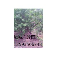桃樹出售、6-8公分桃樹、價格優(yōu)惠