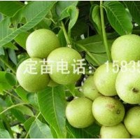 核桃苗，蘋(píng)果苗，桃樹(shù)苗，山楂苗，梨樹(shù)苗，柿子苗，棗樹(shù)苗