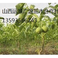 核桃苗出售、2年生成品核桃苗大量供應(yīng)