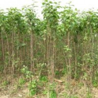 蘋果樹,核桃苗,花椒苗,山楂苗,梨樹苗