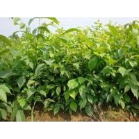 供應(yīng)核桃苗，嫁接的核桃苗，核桃樹(shù)