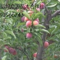 桃樹出售、8-15公分桃樹價格優(yōu)惠供應(yīng)