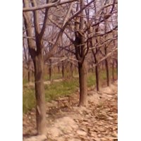 供應3-10公分柿子樹 蘋果樹 柳樹 桃樹 梨樹 欒樹 石榴樹 櫻桃樹