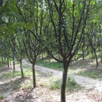 供應(yīng)油根子苗，油根子種子，油根子大樹，木瓜苗，木瓜種子，木瓜
