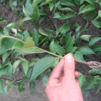 吉塞拉|吉塞拉櫻桃苗|大櫻桃苗