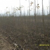 低價售優(yōu)質(zhì)核桃苗【80至2米】