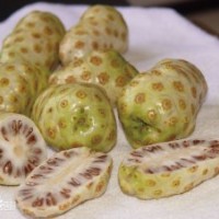 馬來西亞B17優(yōu)質(zhì)楊桃小苗批發(fā)