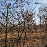 日本甜柿子” 陽豐”小樹 柿子樹