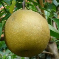 梨苗、日韓砂梨苗、秋月梨苗、梨樹苗