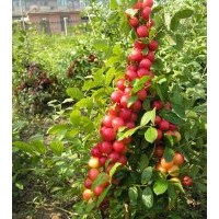 優(yōu)質(zhì)鈣果苗首選大地苗木 鈣果系列品種大全 鈣果種子供應(yīng)