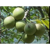 占地櫻桃苗 山楂苗 蘋果苗 核桃苗 核桃苗