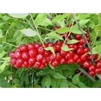 山西蘋果苗-早熟蘋果苗價格-山西優(yōu)質(zhì)蘋果苗