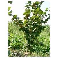 2014美國(guó)大榛子苗預(yù)定中