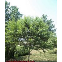 桃樹苗 2公分桃樹苗 3公分桃樹 4公分桃樹 5公分桃樹