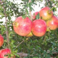 牡丹石榴苗，蒙陽紅石榴苗，軟耔石榴苗