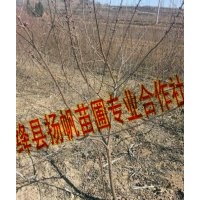 供應(yīng)3-6公分山桃樹，3-6公分紅皮山桃樹，3-6公分山桃樹價格