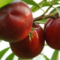 銷量桃子春雪桃苗15054978760