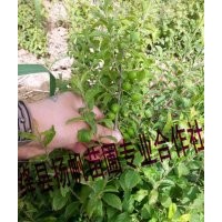 供應(yīng)山西鈣果苗、山西鈣果苗價格、山西鈣果苗種植