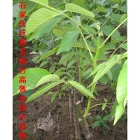 果樹(shù)苗基地批發(fā)樹(shù)苗