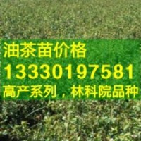 優(yōu)質(zhì)油茶苗,浙江油茶樹苗,油茶嫁接苗