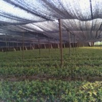 高產(chǎn)良種嫁接油茶苗大量供應(yīng)