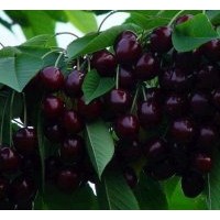 秋天預(yù)售成品大櫻桃苗