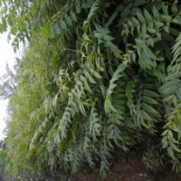 優(yōu)質(zhì)香椿苗