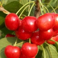 出售遼寧大櫻桃苗