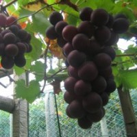 特價(jià)銷售哈爾濱大棚葡萄苗品種齊全